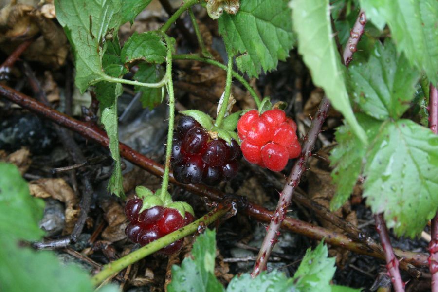 berries12-10.jpg