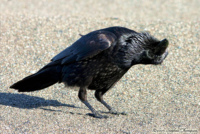 Curious Raven.jpg