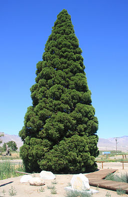 256px-Young_giant_sequoia_Sequoiadendron_giganteum_in_Big_Pine_CA.jpg