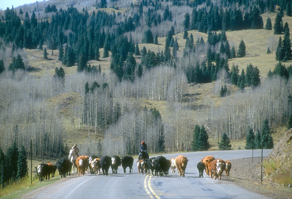 Cattle Drive.jpg